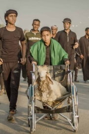 Ali and His Miracle Sheep