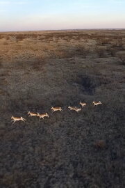 Antelopes