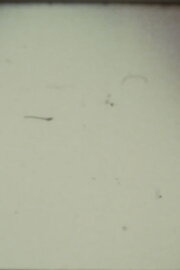 Arabic Numeral Series 13