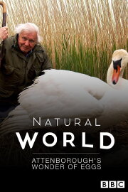 Attenborough's Wonder of Eggs