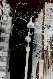 City Foliage