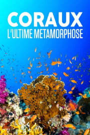 Corals, the ultimate metamorphosis