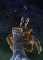 Crab Crab