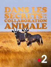 Dans les secrets de la collaboration animale