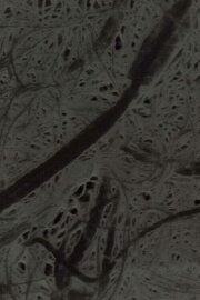 Ecosystem 6 ~ A Sort of Mycelium Ecosystem 6 ~ A Sort of Mycelium
