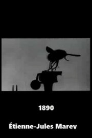 Flight of the Large Blue Fly