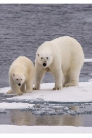 Ice Bear Ice Bear