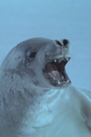 Ice State