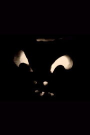 Jack-O-Lanterns Jack-O-Lanterns