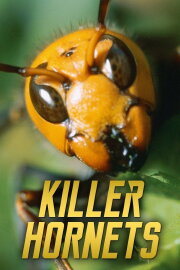 Killer Hornets Killer Hornets
