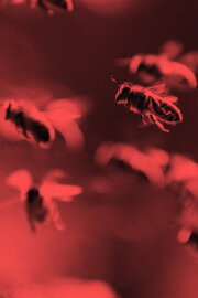 Killer Swarms Killer Swarms