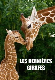 Les Dernières Girafes