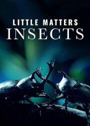 Little Matters: Insects Little Matters: Insects