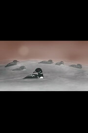 Loon Dreaming Loon Dreaming