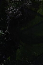 Lost Gardens