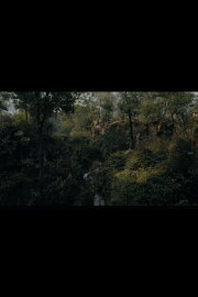 Message of the Forest. Towards 'O Horizon' Message of the Forest. Towards 'O Horizon'