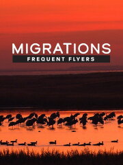 Migrations: Frequent Flyers
