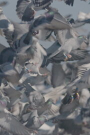 Million Dollar Pigeons