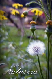 Natureza