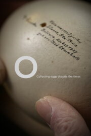 O, Collecting Eggs Despite the Times