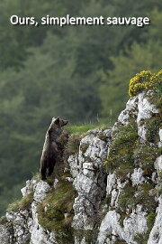 Ours, simplement sauvage