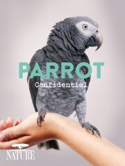 Parrot Confidential Parrot Confidential