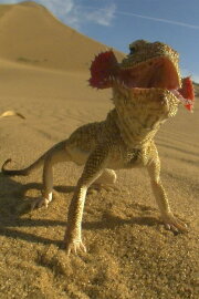Planet of the Reptiles Planet of the Reptiles