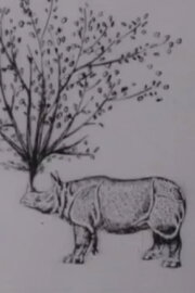 Rhinomorphose Rhinomorphose