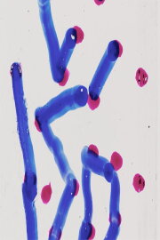 Scatter Brain