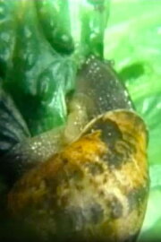 Snail Snail