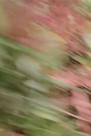 Soft Colours Soft Colours