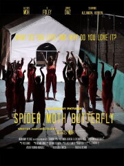 Spider Moth Butterfly Spider Moth Butterfly