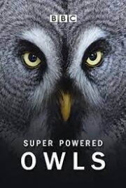 Super Powered Owls Super Powered Owls