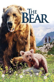 The Bear The Bear
