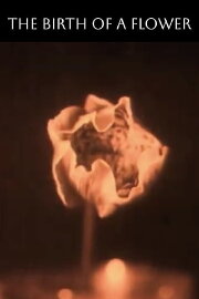 The Birth of a Flower