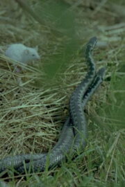 The Common Viper