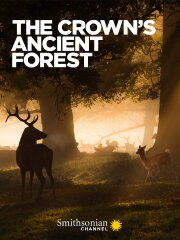 The Crown's Ancient Forest The Crown's Ancient Forest