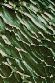 The Galilean Satellites - Europa The Galilean Satellites - Europa