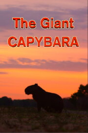 The Giant Capybara