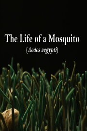 The Life of a Mosquito