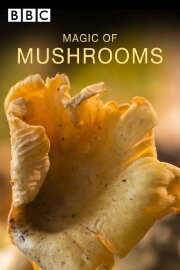 The Magic of Mushrooms