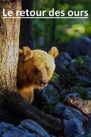 The Return of the Bears