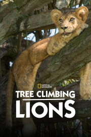 Tree Climbing Lions