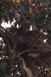 Turdus merula Linnaeus, 1758