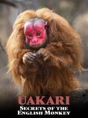 Uakari: Secrets of the English Monkey