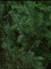 Wald Forest