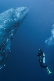 Whale Patrol