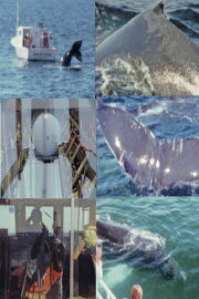 Whale Watch (2)
