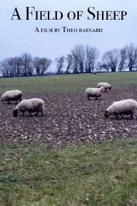 A Field of Sheep (2024)