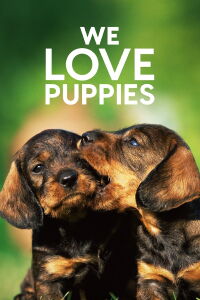 Amours de chiens (2017)